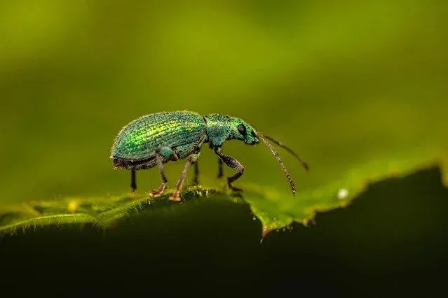 colourful beetle