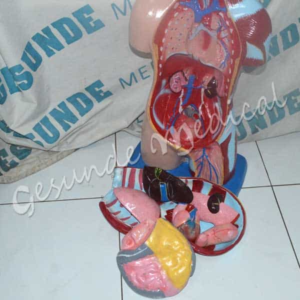 Manekin Anatomi Organ Tubuh Wanita (Manekin Medis Organ ...