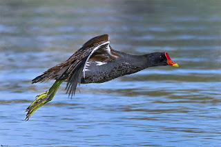 gallineta-comun-gallinula-chloropus-