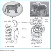 15+ Perbedaan Organ Pencernaan Hewan Karnivora Dan Herbivora, Paling Trend!