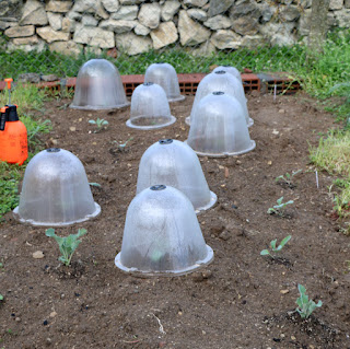 Cloches to stop birds stealing our seedlings