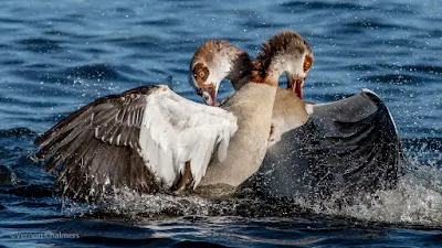 Egyptian Geese Action Photography - Woodbridge Island, Cape Town