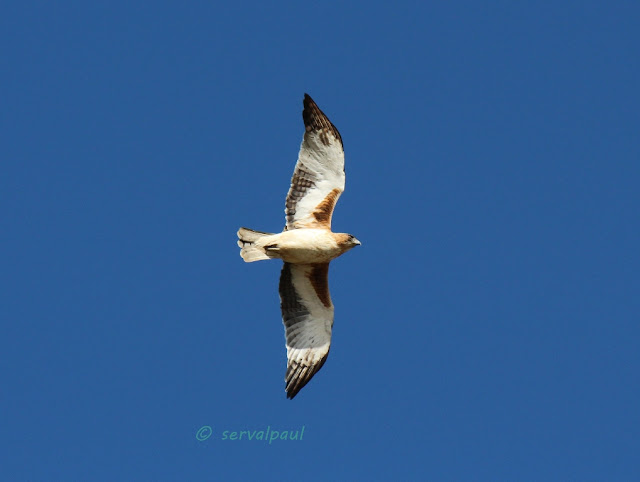 Little Eagle (Light Phase)