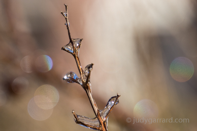 Branch with Ice