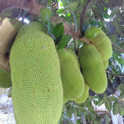 Jual Bibit Pohon Nangka Thailand Sribajong Cepat Berbuah Dalam Pot