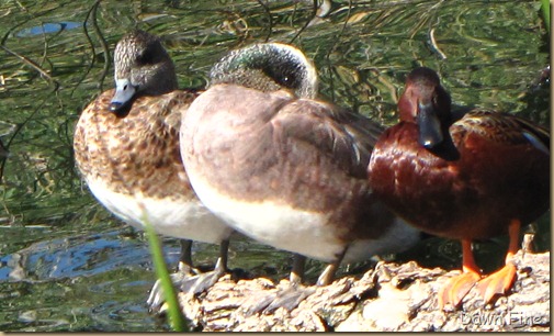 Sweetwater wetlands_005