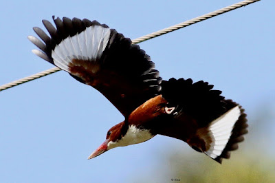 White-throated Kingfisher