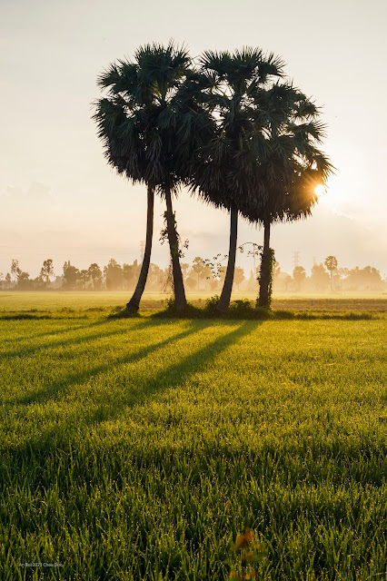 Sunrise with palm tree in Mekong Delta