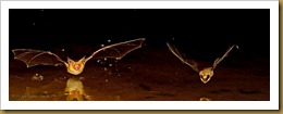 untitled Brown Bat and Pallid Bat_ROT5840 September 18, 2011 NIKON D3S