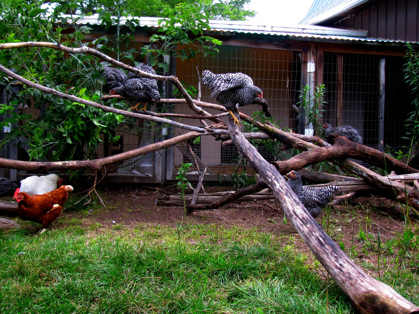 Dirt Roads Chick: Our First Summer on the Farm: CHICKENS