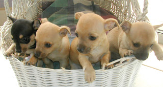 6-week-old Chihuahuas