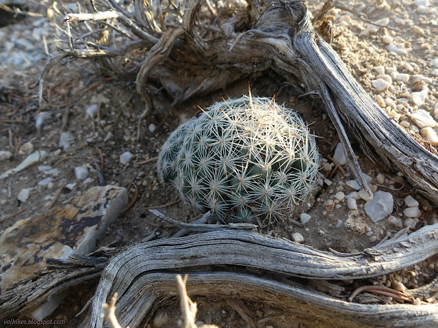 29: spherical cactus