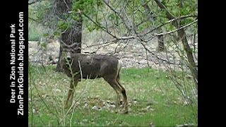 Deer in Zion Canyon - Zion National Park deer pictures