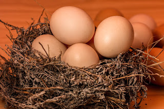 Bird nest full of brown eggs