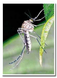Nyamuk Aedes bijak jerat mangsa