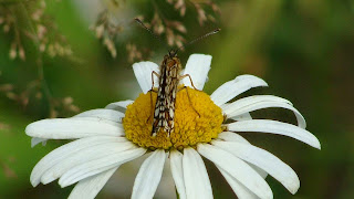 Melitaea athalia (male) DSC42677