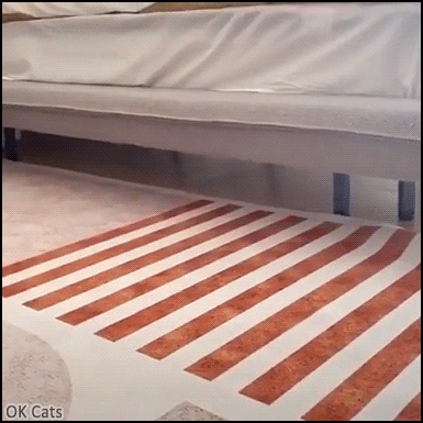 Crazy Cat GIF • Dusting the floor under the bed, good kitty. It's just the Purranormal cativity [ok-cats.com]