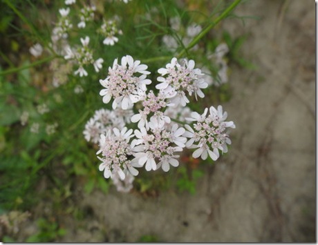 clip_image006