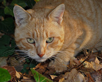 Gato (Felis catus)