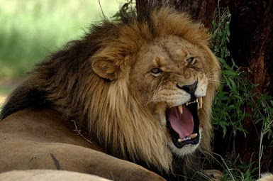 Roaring Lion Picture