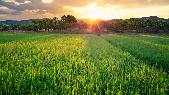 Indian Agricultural Research Institute (ICAR) Recruitment 2022