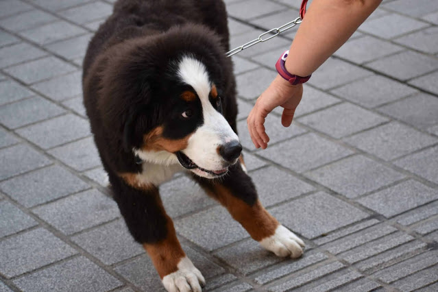 How To Stop Dog Aggression Towards Strangers - Get Free Dog Training
