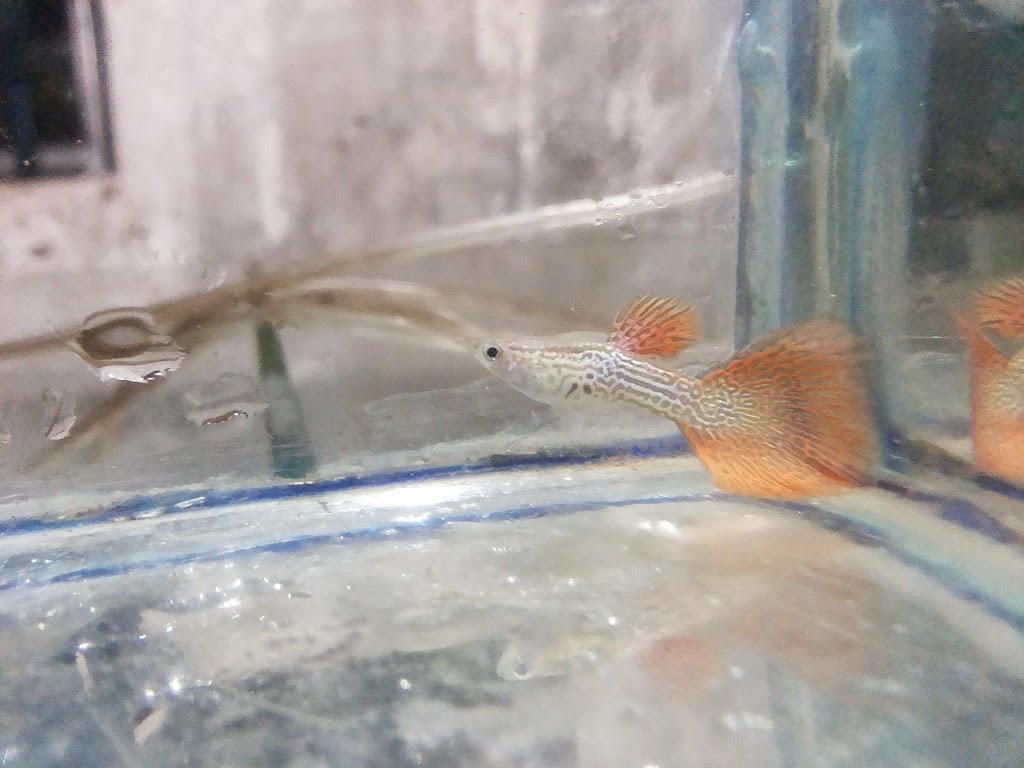 Hoby Unik, Guppy Import, Full Red , HB Black , HB Blue, Blue Mosaic ,Red Lace , Platinum Gold, Ikan Murah, Ikan Hias