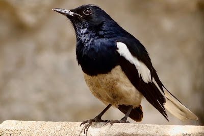 Oriental Magpie-Robin - resident