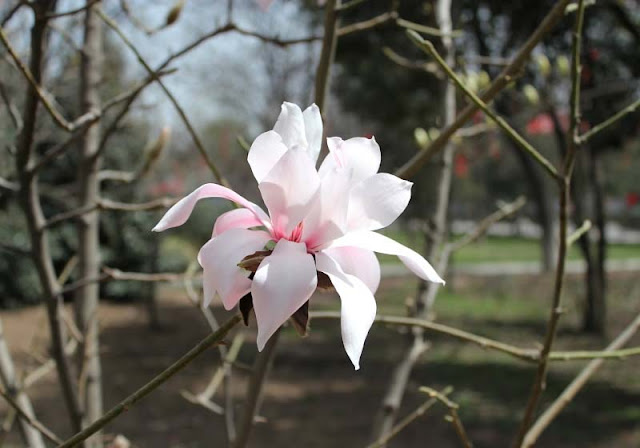 Magnolia Flower Pictures