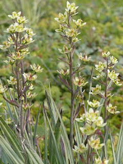 Zigadène glauque - Anticlea elegans - Zigadène élégant