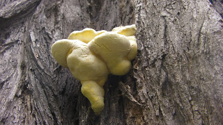 Laetiporus sulphureus - Sulphur Polypore On Robinia