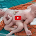 Indian mother who gave birth to conjoined twins sharing nearly every organ says she is 'heartbroken'