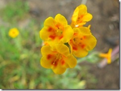 IMG_0018