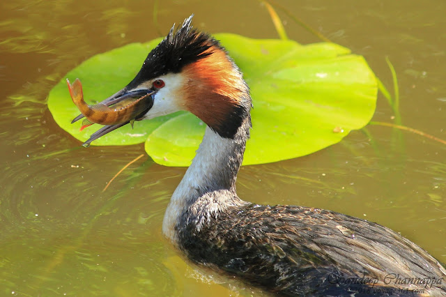 Great Crested Grebe enjoying it's afternoon catch