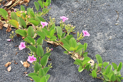 Ipomoea pes-caprae