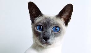 An In Depth Look At Siamese Cats