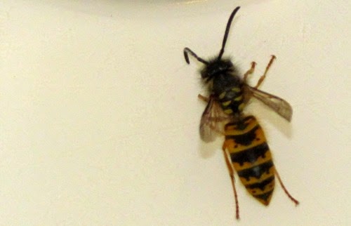 wasp