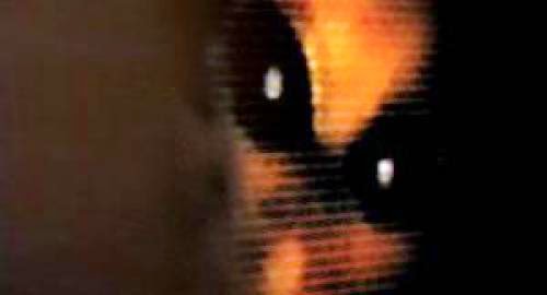The Alien Interogation Alien Interview