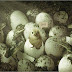 Little Chicken has kept in this situation ? 