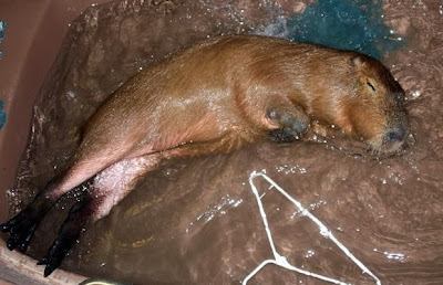 Caplin Rous, World's Most Famous Capybara Seen On www.coolpicturegallery.us