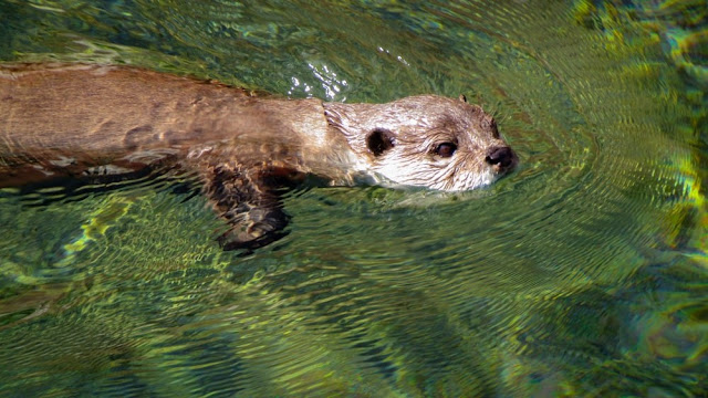 Otter