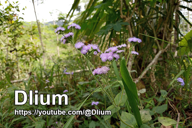 Dlium Bluemink (Ageratum houstonianum)