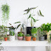  ENVIRONMENT AND CARE GUIDE FOR HOUSE PLANTS INDOOR AND OUTDOOR