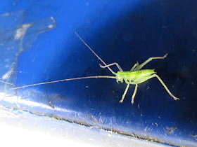 grasshopper with long antennae