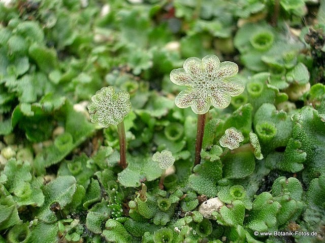 PLANTAE - TUMBUHAN LUMUT