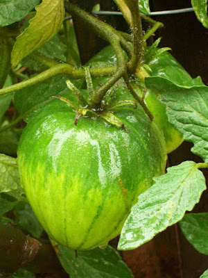 green bullock heart tomato