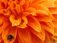 http://flowerwallpapers-new.blogspot.com/p/blog-page_36.html