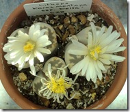 Lithops karasmontana bella