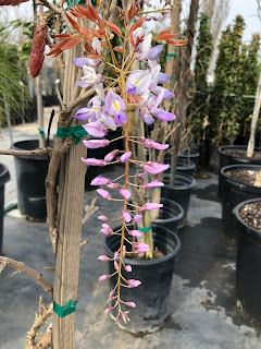 Wisteria bloom