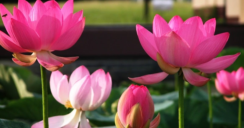 Jual Lotus  Harga Murah Jasa Pembuatan Taman dan Kolam 